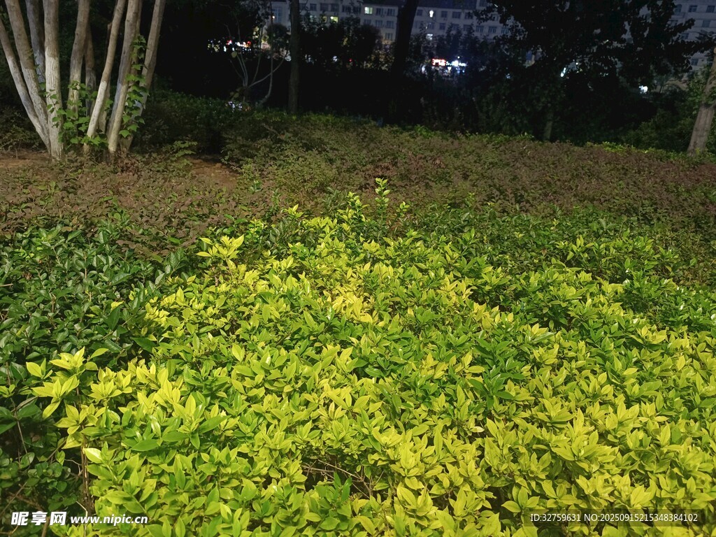 夜晚的綠植景觀