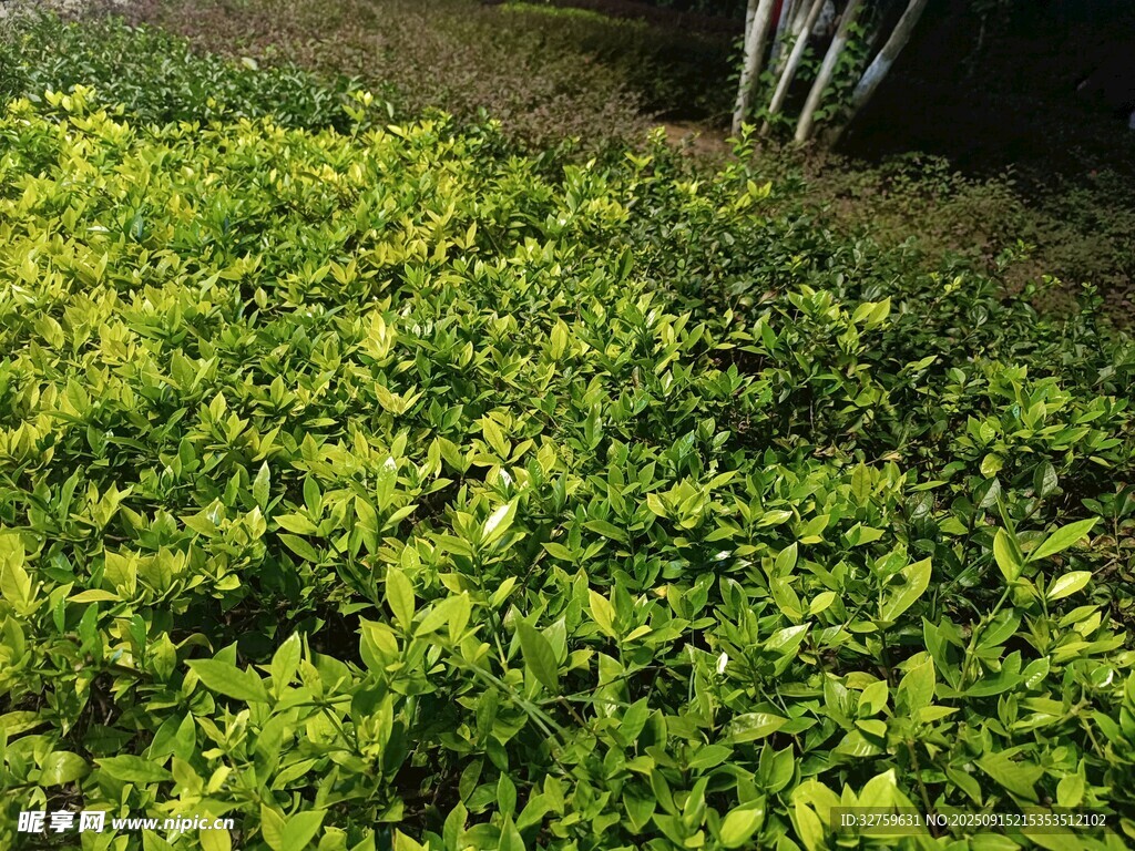 翠綠茂盛的地面綠植景觀
