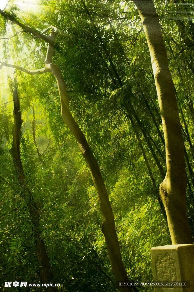 陽(yáng)光灑落林間的靜謐景致