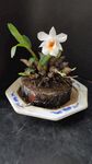 雅致盆栽白花石斛蘭