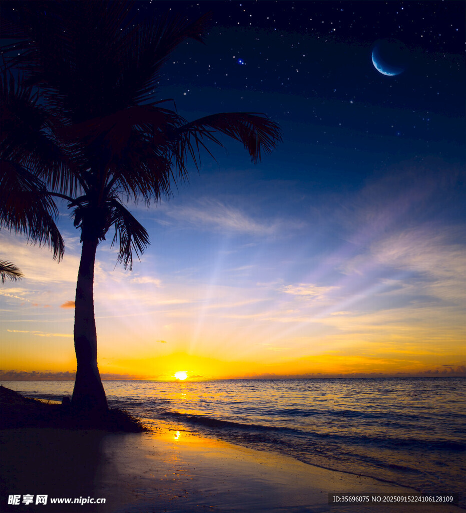 海邊日落時的椰樹美景