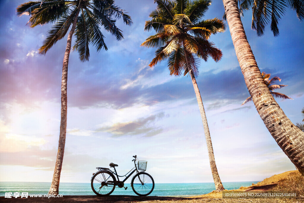 海邊椰樹下的單車風(fēng)景