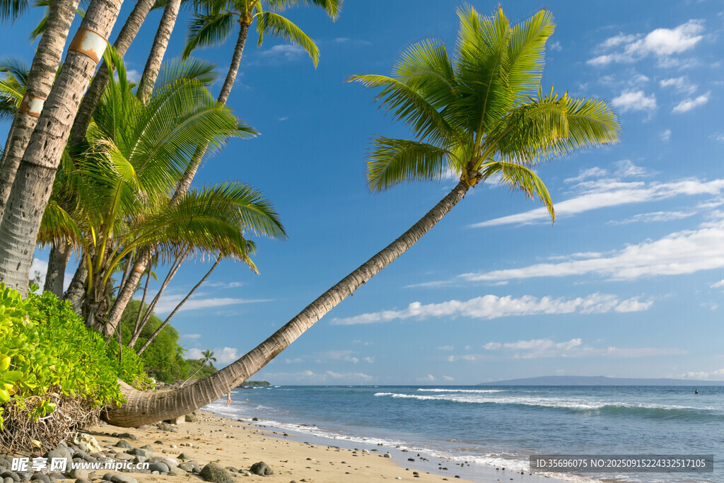 熱帶海灘椰樹美景