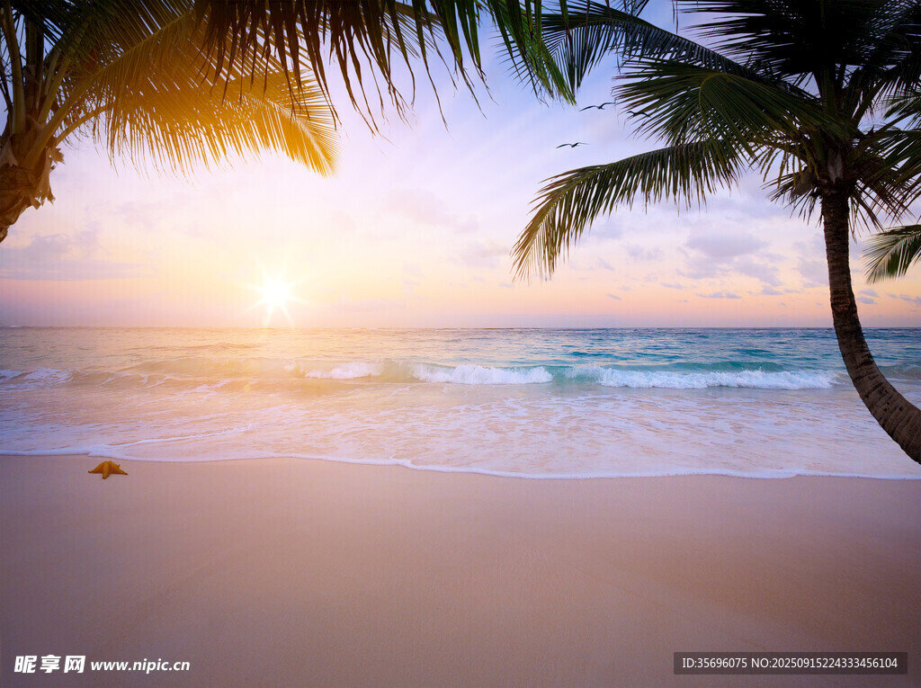夕陽下的椰林海灘美景