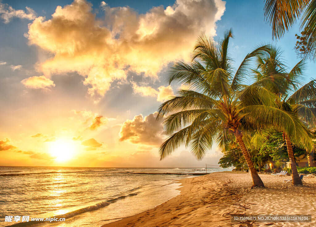 夕陽下的椰林海灘美景