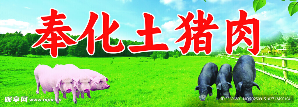 奉化土豬 田園中的萌物