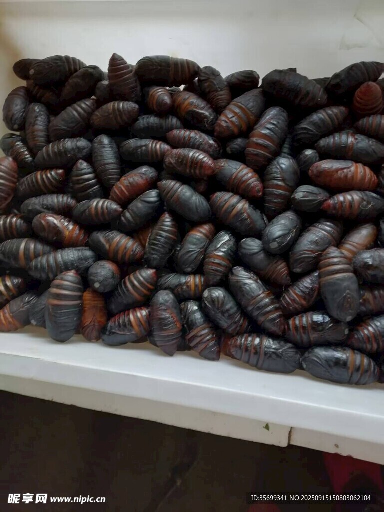 大量黑褐色蠶蛹聚集