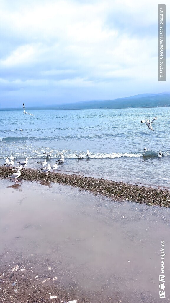 海邊沙灘上的群鳥