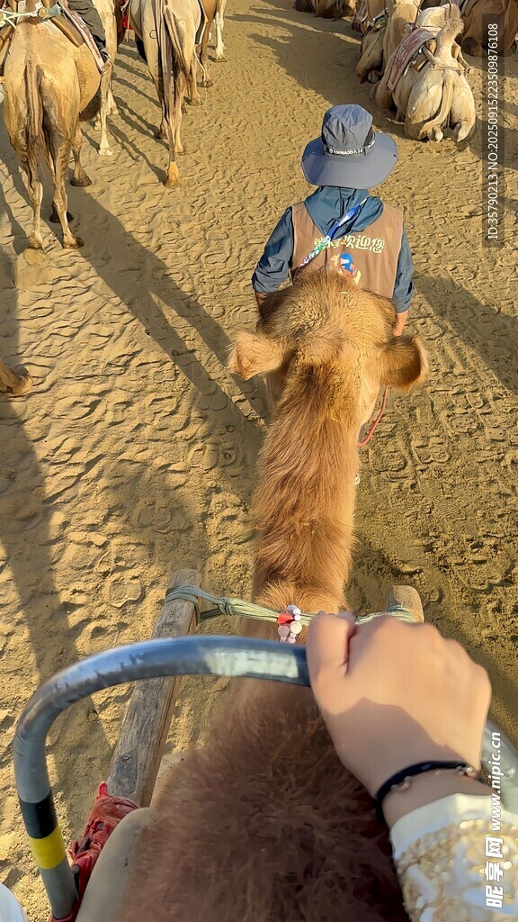 騎車(chē)遇羊群的可愛(ài)瞬間