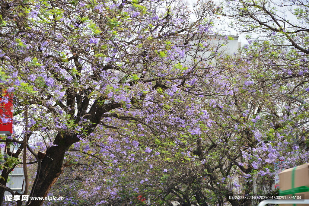 藍(lán)花楹盛開(kāi)的街道美景