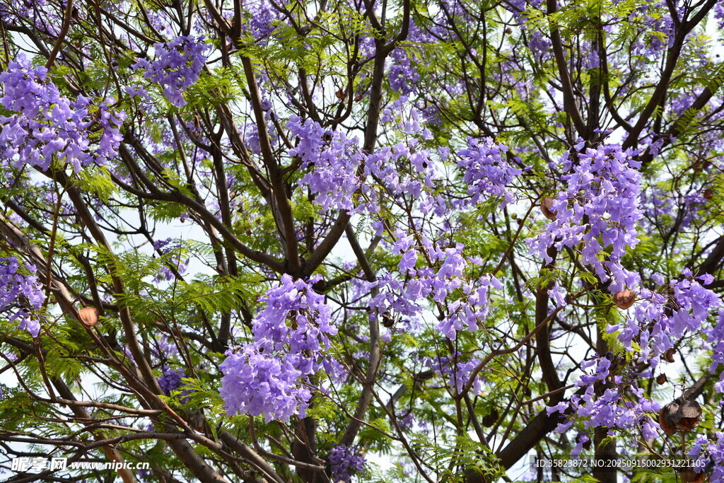 盛開(kāi)的紫色繁花樹(shù)