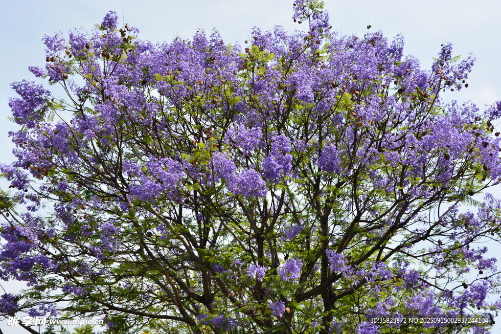 盛開的藍(lán)花楹樹