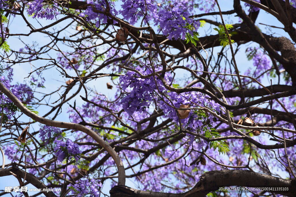 盛開(kāi)的藍(lán)花楹樹(shù)枝