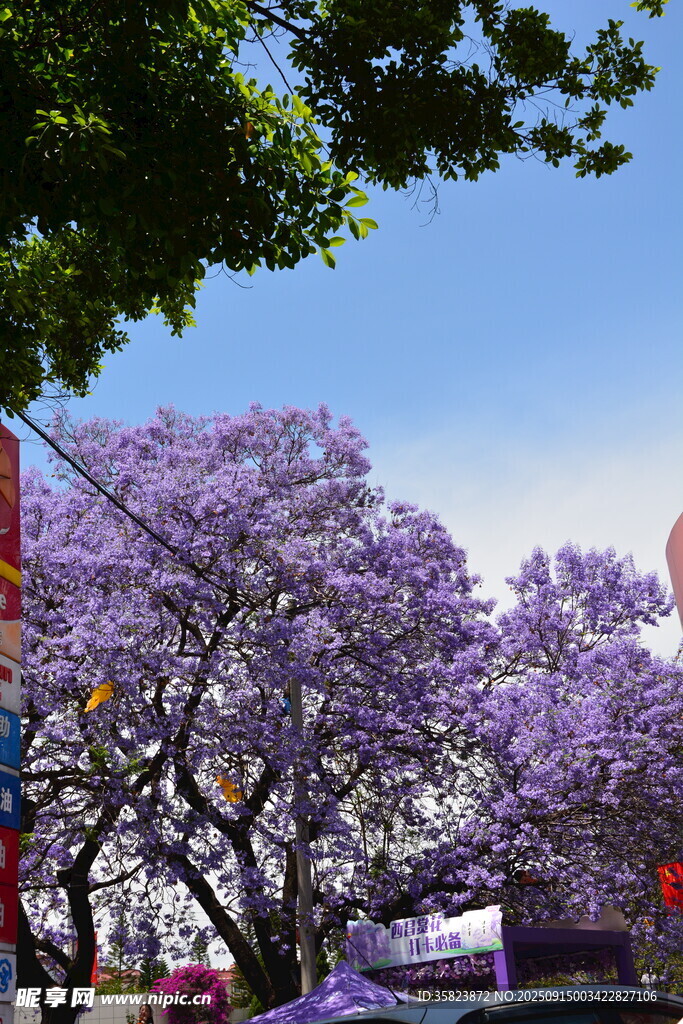 藍(lán)花楹盛開的美好景致