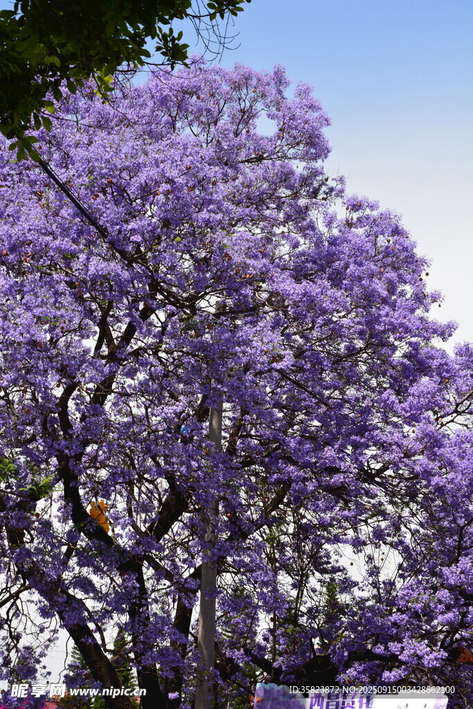 盛開的藍(lán)花楹樹