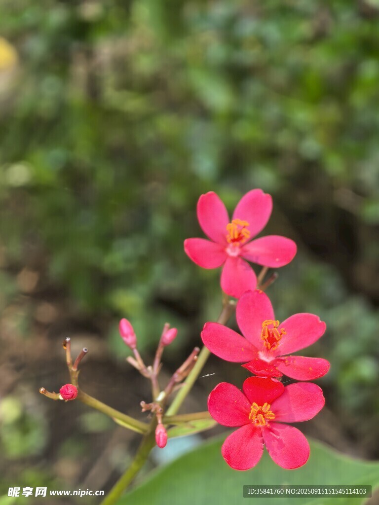微距 花兒綻放 紅花