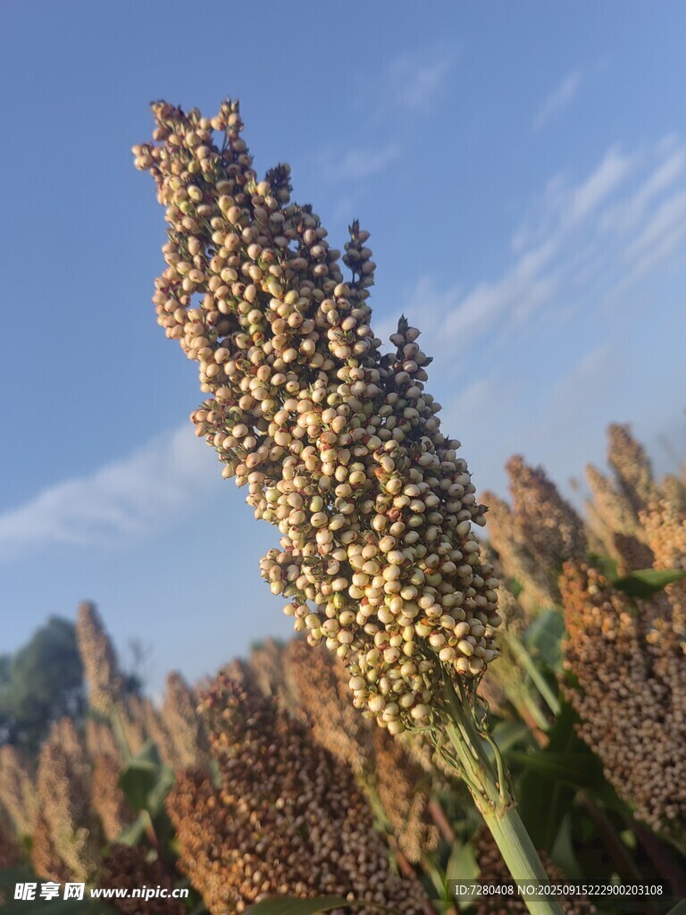 田野中的飽滿高粱穗