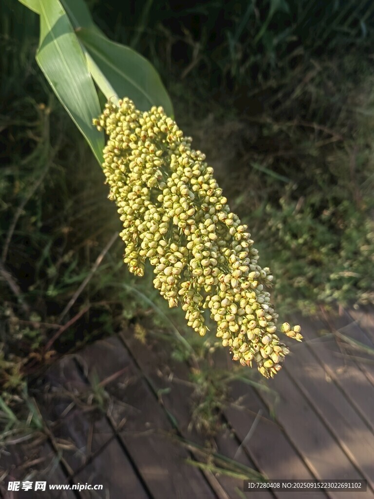 金黃谷穗特寫