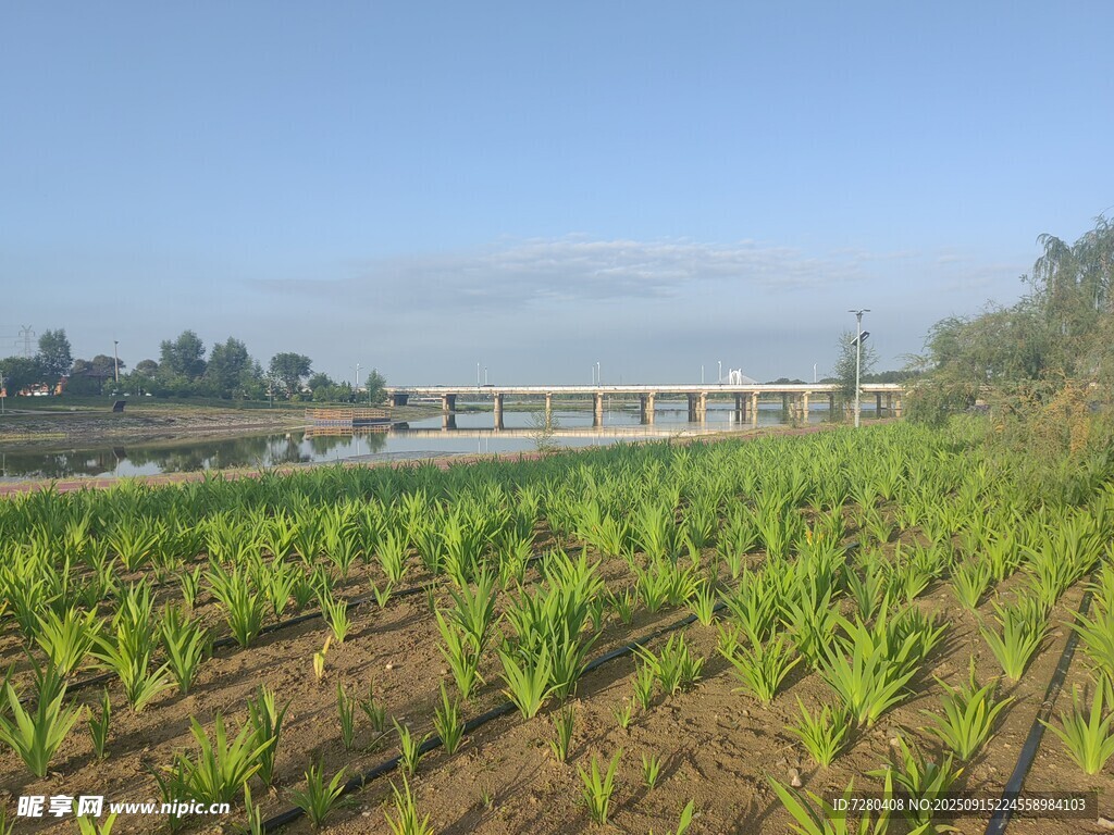 田野玉米地與遠(yuǎn)處橋梁