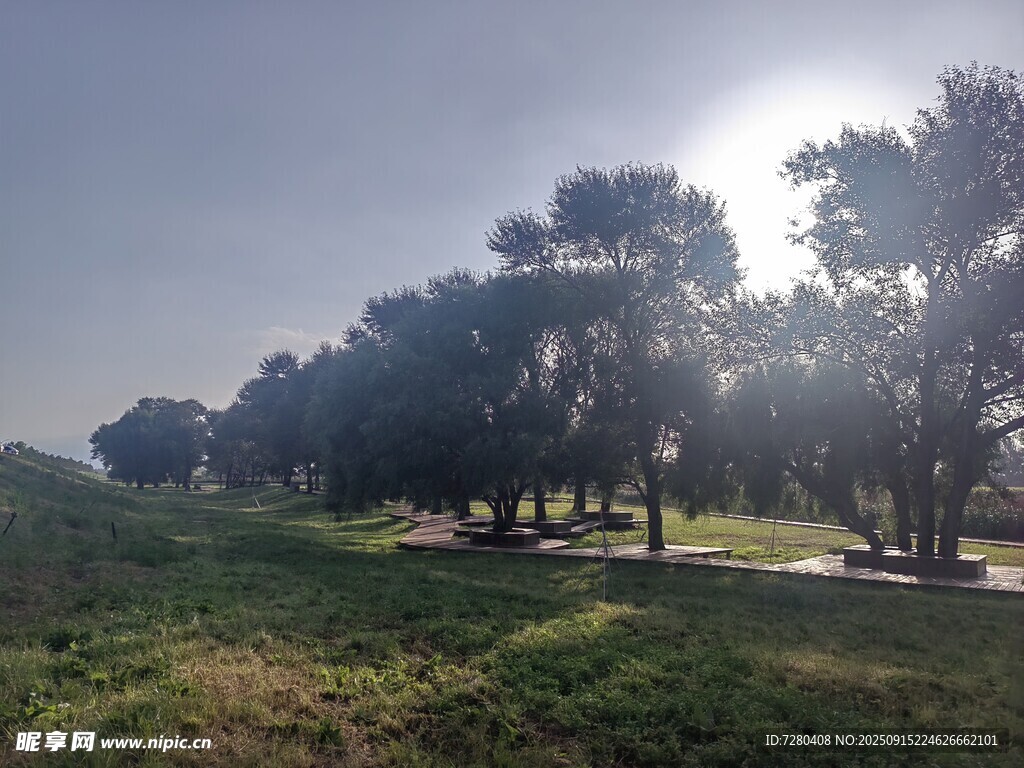 陽光照耀下的樹林風景