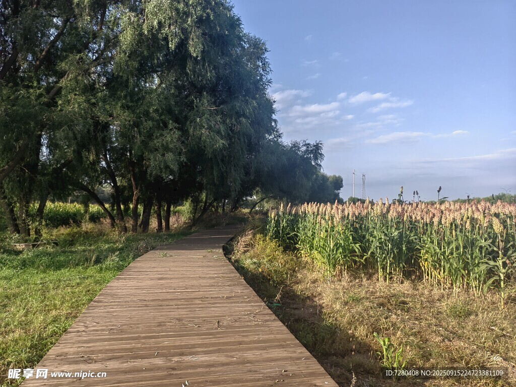 鄉(xiāng)間木棧道田園好風(fēng)光