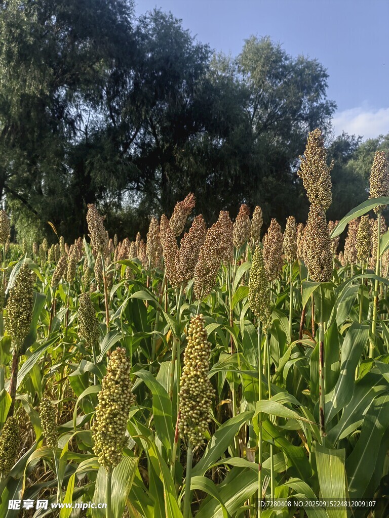 田野中的繁茂高粱植株