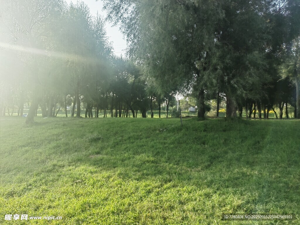陽光照耀下的草地樹林