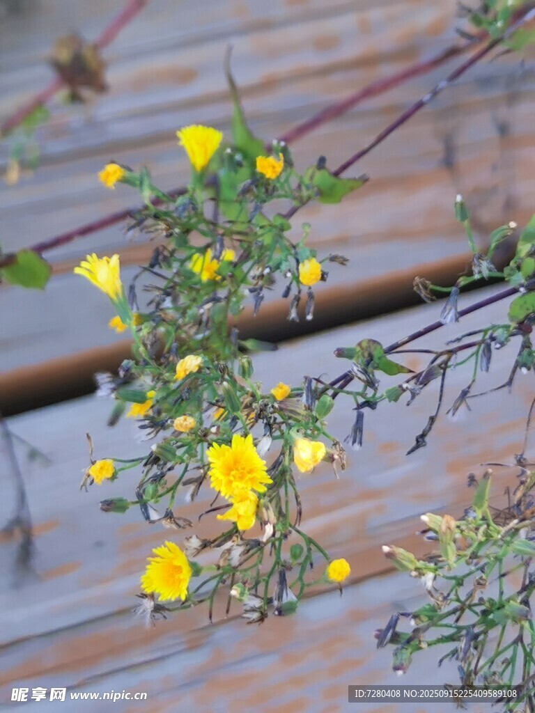 木棧道旁綻放的黃色小花