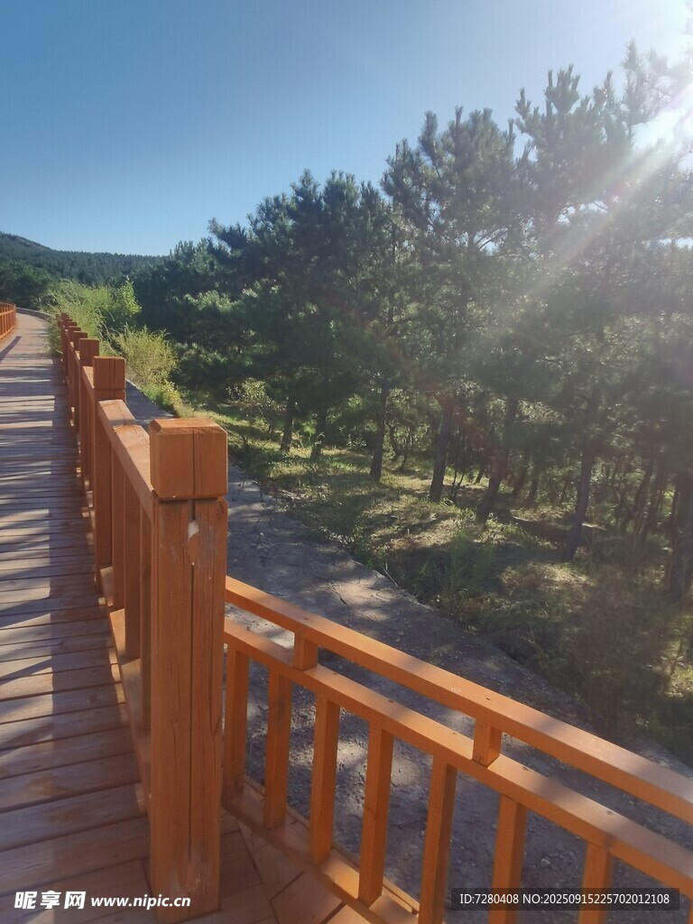 木質(zhì)棧道旁的明媚山林風光