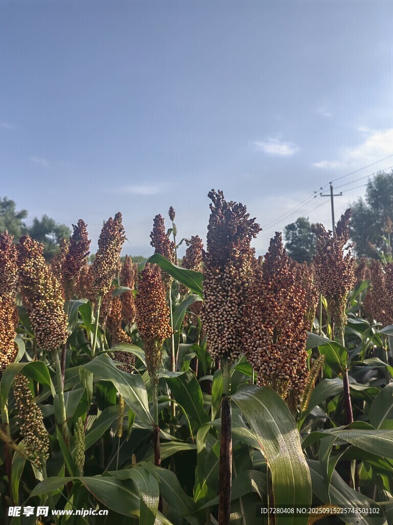 田野中的紅高粱與玉米