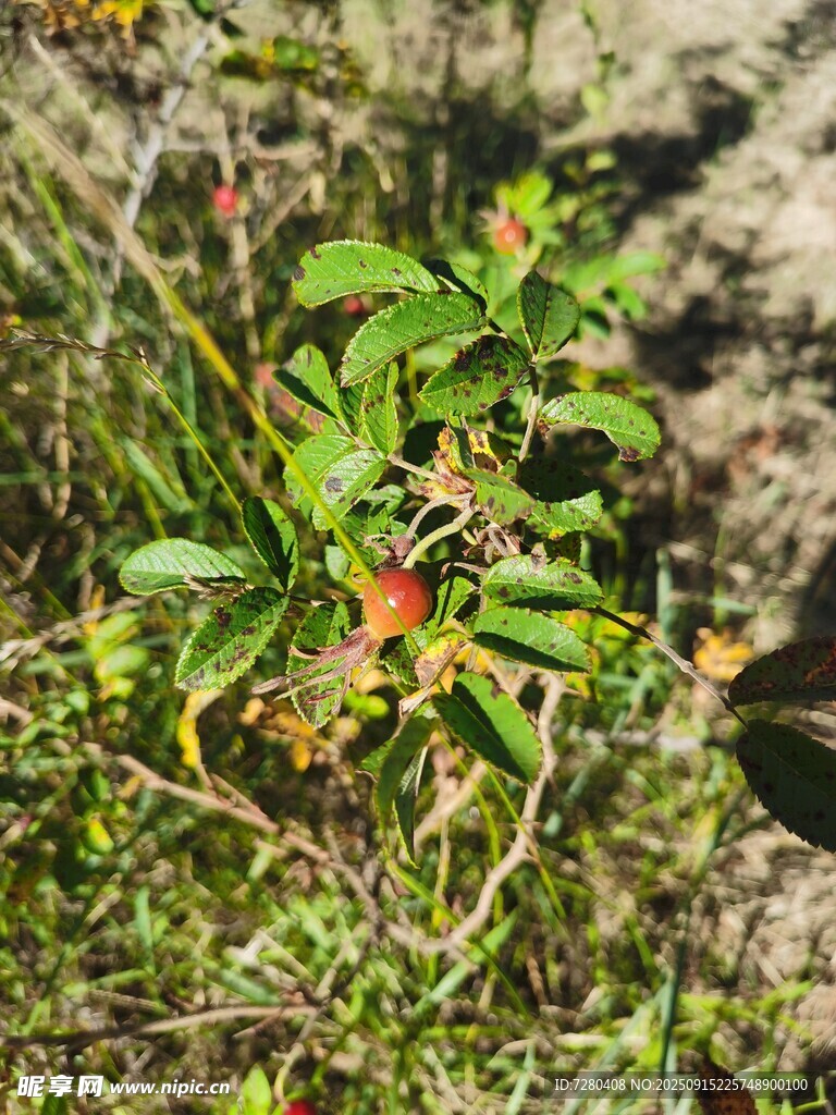 草叢中的綠色植物