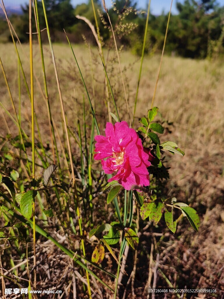 田野中的艷麗粉色花朵