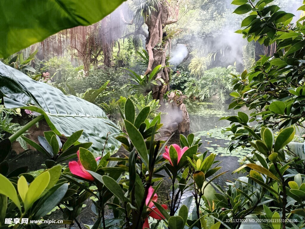 熱帶雨林中的繁茂綠植
