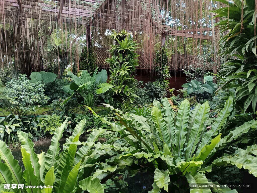 繁茂綠植打造的自然角落
