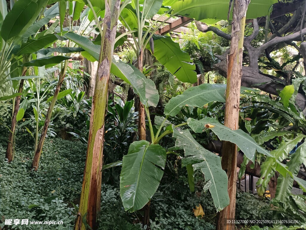 香蕉種植園景象