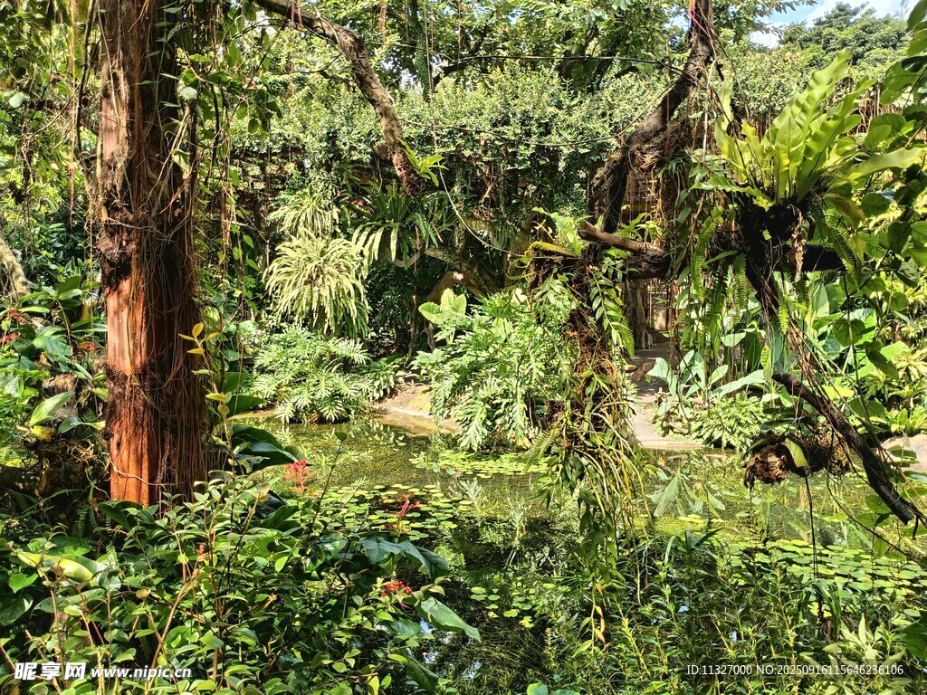茂密叢林綠意盎然景象