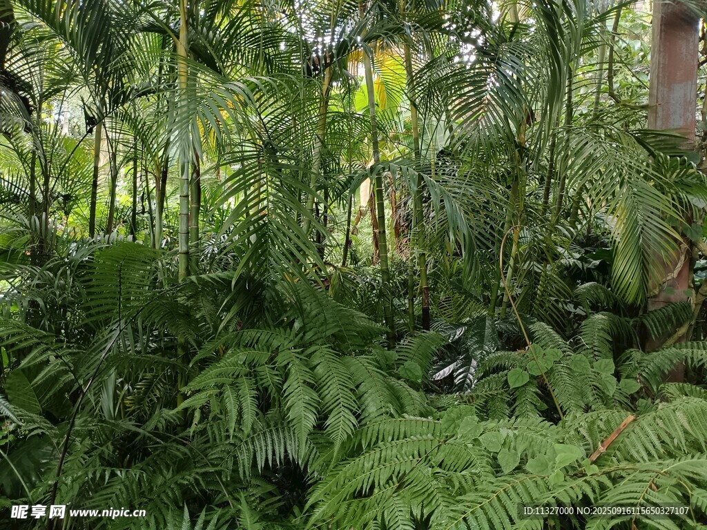 茂密叢林中的蕨類植物
