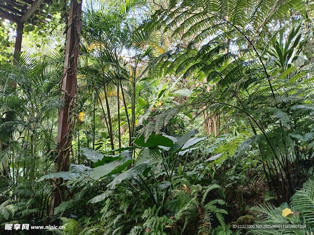 茂密叢林中的綠意景觀