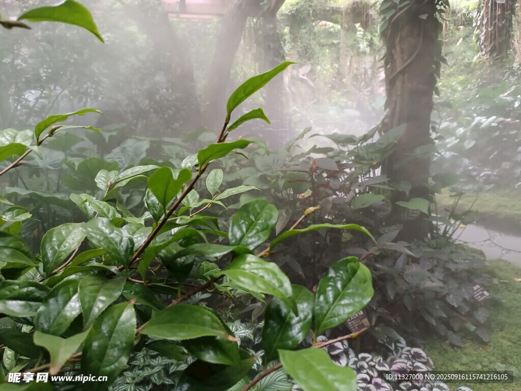 林間噴霧造景 綠意盎然