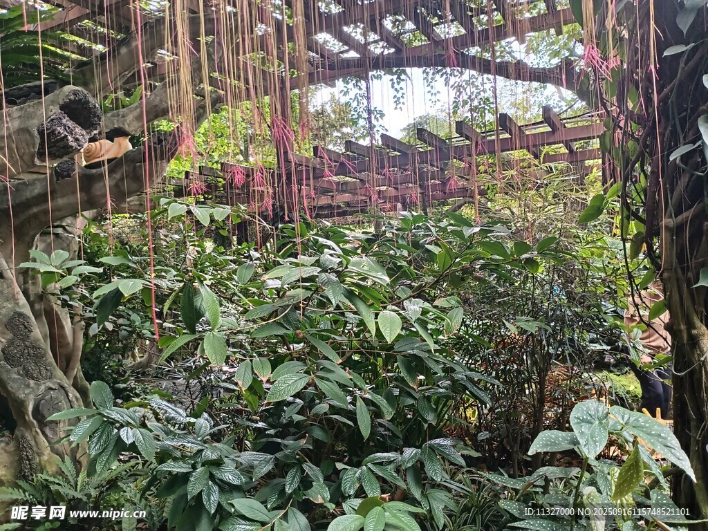 茂密叢林中的繁茂植物