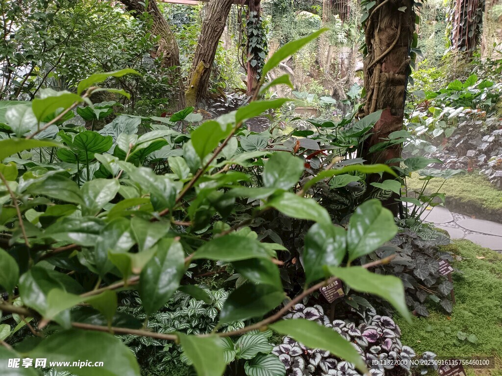 林間繁茂綠植景觀