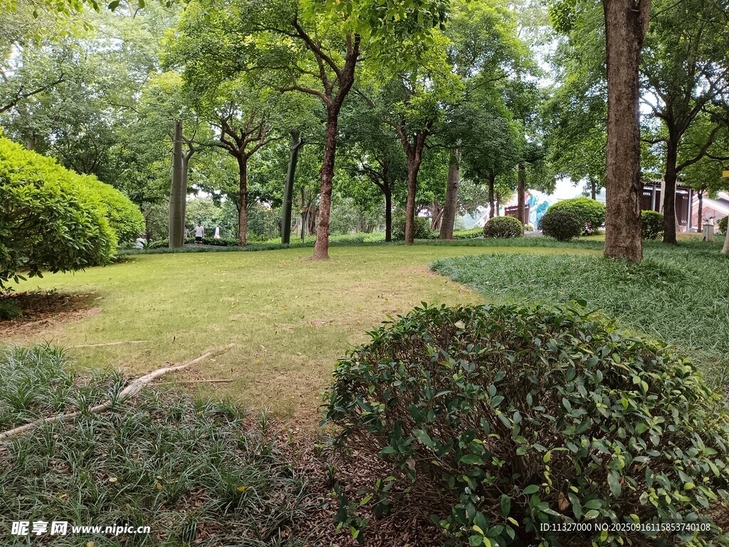 綠意盎然的公園景觀