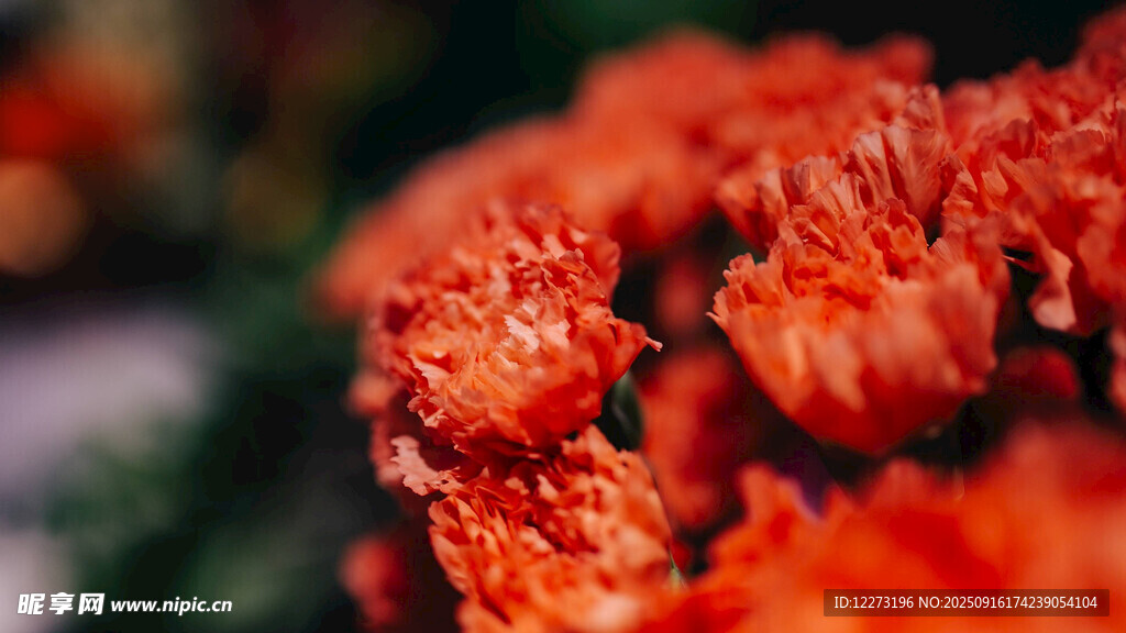 鮮艷橘色菊花特寫