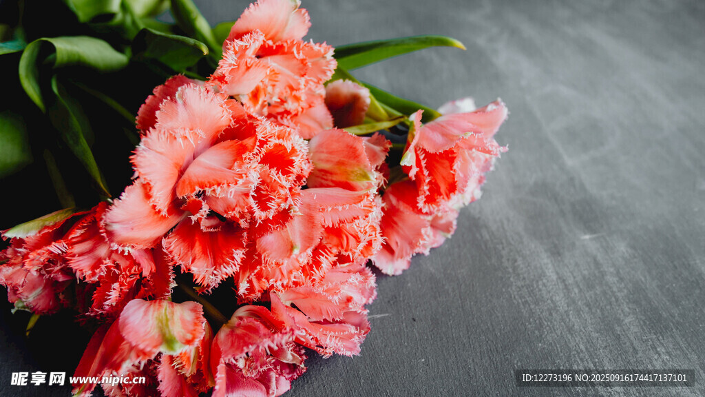 粉色郁金香花卉特寫