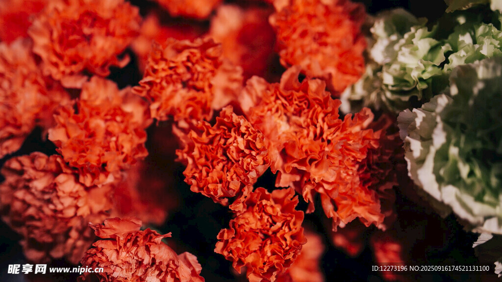 鮮艷紅色花卉特寫