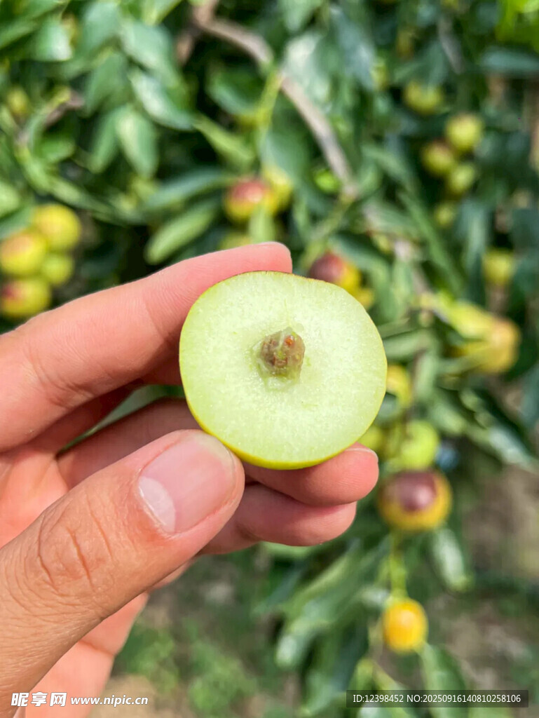 手持切開的新鮮青棗