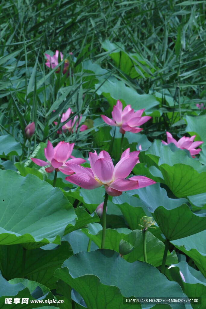 荷花荷葉  