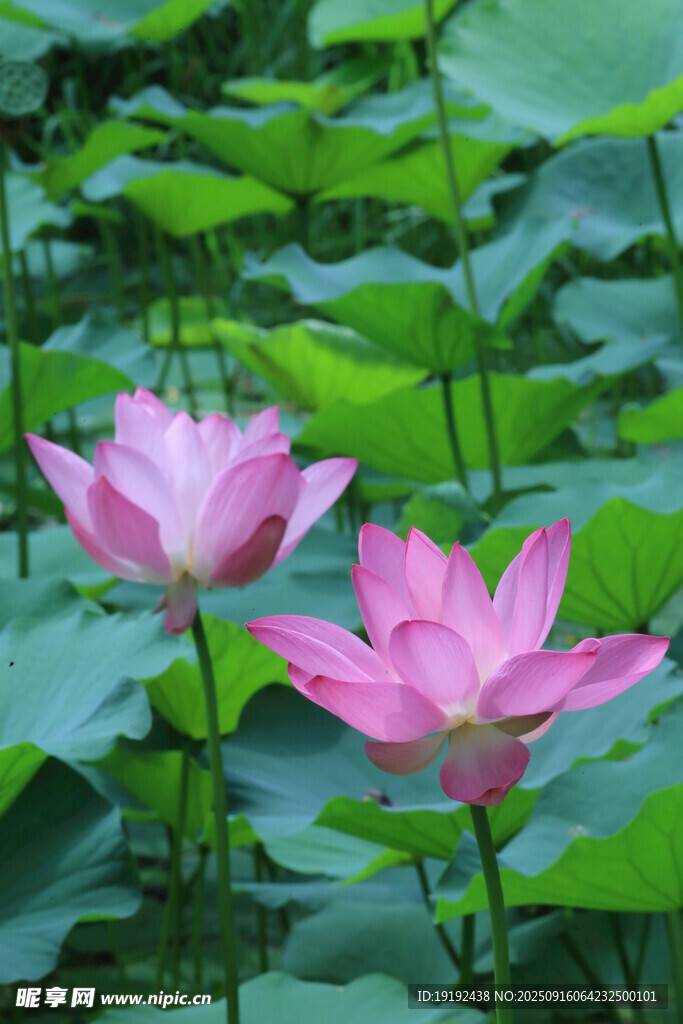 荷花荷葉  