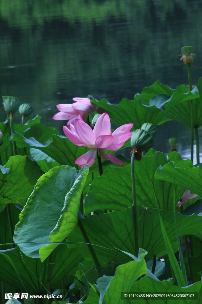 荷花荷葉  