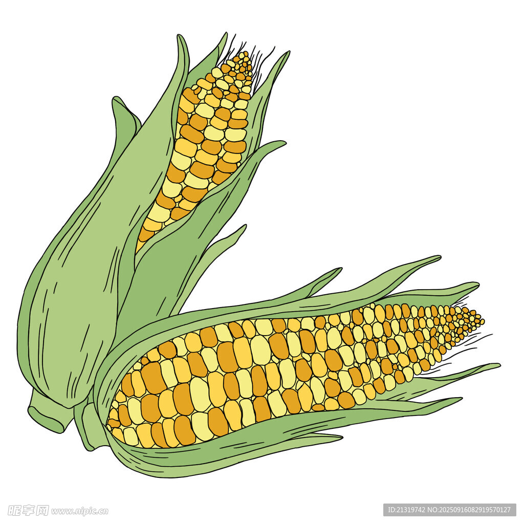 玉米插畫
